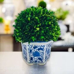 Galt International 7" Preserved Natural Boxwood In Ceramic Pot - Plant And Table Centerpiece - Stunning Greenery And Plant Decor For Home - Blue & White (Small 7" Tall Topiary) 15 Galt International 7" Preserved Natural Boxwood In Ceramic Pot - Plant And Table Centerpiece - Stunning Greenery And Plant Decor For Home - Blue & White (Small 7" Tall Topiary) -Artificial Trees Store 51F6eQnNsmL. AC