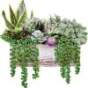 14 Pcs Assorted Artificial Succulents Fake Plants In Rectangular Wooden Pots Artificial Potted Succulents Plants Arrangement For Table Centerpiece Windowsill Shelf Mantel Tropical Greenery Decor -Artificial Trees Store 51FcykOZNWL