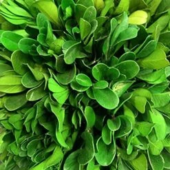 Galt International 7" Preserved Natural Boxwood In Ceramic Pot - Plant And Table Centerpiece - Stunning Greenery And Plant Decor For Home - Blue & White (Small 7" Tall Topiary) 12 Galt International 7" Preserved Natural Boxwood In Ceramic Pot - Plant And Table Centerpiece - Stunning Greenery And Plant Decor For Home - Blue & White (Small 7" Tall Topiary) -Artificial Trees Store 51HMyQnGKDL 1