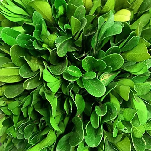 Galt International 7" Preserved Natural Boxwood In Ceramic Pot - Plant And Table Centerpiece - Stunning Greenery And Plant Decor For Home - Blue & White (Small 7" Tall Topiary) 5 Galt International 7" Preserved Natural Boxwood In Ceramic Pot - Plant And Table Centerpiece - Stunning Greenery And Plant Decor For Home - Blue & White (Small 7" Tall Topiary) - Image 3