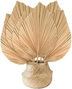 Nuanchu Natural Dried Palm Leaves Boho Palm Leaves Decor Heart Round Shape Palm Fans Tropical Palm Leaves Decoration Dried Palm Leaves Decor For Holidays Weddings Party Kitchen (Heart Shape, 9) 21 Nuanchu Natural Dried Palm Leaves Boho Palm Leaves Decor Heart Round Shape Palm Fans Tropical Palm Leaves Decoration Dried Palm Leaves Decor For Holidays Weddings Party Kitchen (Heart Shape, 9) -Artificial Trees Store 51IWIALrIOL. AC