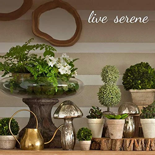 Serene Spaces Living Preserved Boxwood Oval Topiary In A Pot, Boxwood In Planters, Preserved Plant For Boxwood Table Decor, Boxwood Centerpiece, Measures 12.5" Tall, 7.5" Wide & 14" Long 4 Serene Spaces Living Preserved Boxwood Oval Topiary In A Pot, Boxwood In Planters, Preserved Plant For Boxwood Table Decor, Boxwood Centerpiece, Measures 12.5" Tall, 7.5" Wide & 14" Long - Image 2