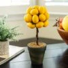 Flora Bunda 11" Tall Faux Artificial Fake Lemon Topiary Mini Tree In Ceramic Pot For Home Office Decorations 2 Flora Bunda 11" Tall Faux Artificial Fake Lemon Topiary Mini Tree In Ceramic Pot For Home Office Decorations -Artificial Trees Store 51KxqcQspIL
