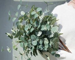 Miracliy Faux Eucalyptus Stems Artificial Eucalyptus Leaves Silk Silver Dollar Eucalyptus OliveBranches For Vases For Home Table Decor -Artificial Trees Store 51MxipX6KEL