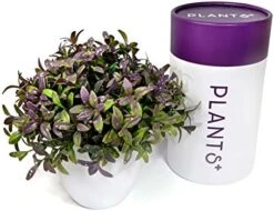 Plants+ Artificial Fake Faux Indoor House Desk Office For Decoration - Plastic Lifelike Flower With White Pot, Outdoor Decor Topiary Greenery, Set Of 1, Lavender -Artificial Trees Store 51N6IkEXiaL. AC