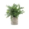 Velener Artificial Potted Rosemary Plants- Rustic Farmhouse Topiary Shrubs For Decoration Centerpieces Living Room, Shelf Bedroom Aesthetic Green Bathroom Accessories Boho Small Desk Plant Office 1 Velener Artificial Potted Rosemary Plants- Rustic Farmhouse Topiary Shrubs For Decoration Centerpieces Living Room, Shelf Bedroom Aesthetic Green Bathroom Accessories Boho Small Desk Plant Office -Artificial Trees Store 51NK3jUadZL