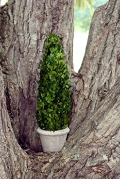 Mills Floral Boxwood Cone Topiary In Pot II -Artificial Trees Store 51NKloVpugL