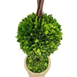 Modern Home Real Preserved Boxwood Double Ball Topiary -Artificial Trees Store 51QPsoGDw8L