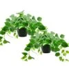Tiita 2 Pack Fake Plants Artificial Scindapsus Aureus In Pots, Realistic Fake Greenery Potted Plants For Home Office Desk Window Sill Bathroom Bedroom Outdoor Indoor 2 Tiita 2 Pack Fake Plants Artificial Scindapsus Aureus In Pots, Realistic Fake Greenery Potted Plants For Home Office Desk Window Sill Bathroom Bedroom Outdoor Indoor -Artificial Trees Store 51SNbmMHX6L