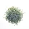 Melrose 5.5" Green Artificial Tillandsia Recurvata Hanging Air Plant Topiaries -Artificial Trees Store 51Tmix5gtLL