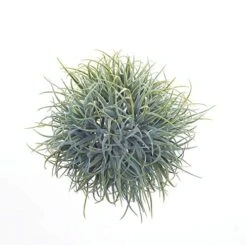 Melrose 5.5" Green Artificial Tillandsia Recurvata Hanging Air Plant Topiaries