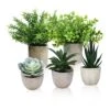 Memeaty Set Of 5 Small Fake Plants Artificial Rosemary Peppermint Plants Fake Succulents Plants In Pot For Home Office Decoration,Artficial Greenery Faux Plants Indoor For Table Shelf Decor 2 Memeaty Set Of 5 Small Fake Plants Artificial Rosemary Peppermint Plants Fake Succulents Plants In Pot For Home Office Decoration,Artficial Greenery Faux Plants Indoor For Table Shelf Decor -Artificial Trees Store 51US0aGHgsL