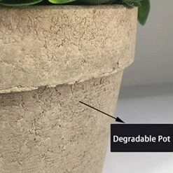 IMIYOKU Artificial Plants Topiary Plastic Plants 2Pcs Mini Faux Potted Shrubs Plants Perfect For Conference Room Bedroom Hallway Living Room Windowsill Corridor Office Decor (Pattern2) -Artificial Trees Store 51UZSNPKn5L