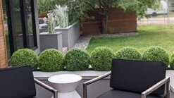 365 Curb Appeal Set Of 2 Large Topiary Balls (Better Than A Boxwood) -Artificial Trees Store 51caok7tlXL