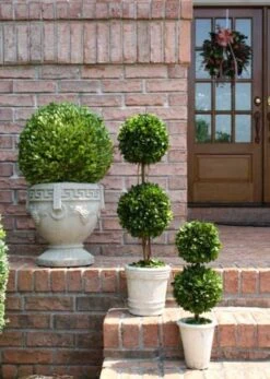 Mills Floral Preserved Boxwood Ball 16"