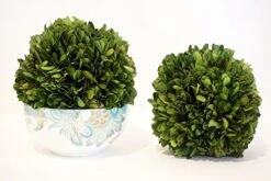 Tradingsmith Preserved Boxwood 6" Balls -Artificial Trees Store 51dTsgLmnUL