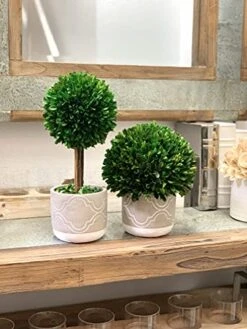 Galt International - Natural Preserved Boxwood Topiary In Cement Pot - Real Preserved Plant And Table Centerpiece - Stunning Greenery And Plant Decor For Home | (14" Tall / 5.9" Topiary) -Artificial Trees Store 51eExjrZYoL
