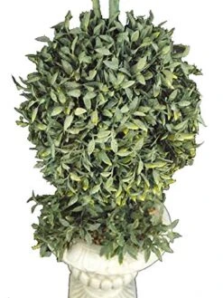 Admired By Nature ABN4X002-FROSGRN Faux Preserved Boxwood Topiary Artificial Plant Tree Tabletop With Double Pot, Frosted Green, 2 Balls-FROSGRN -Artificial Trees Store 51emJvZS6JL