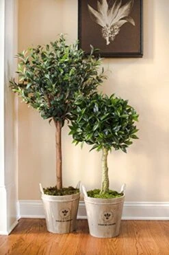 Nearly Natural 5960 4.5' Olive Topiary Tree With European Barrel Planter -Artificial Trees Store 51f4TWQ02NL