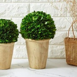 Boxwoodworld Preserved Boxwood Green Plant For Home Decor Classic Ball On Pot Design 10 Inch Hight (boxwood Leaves) -Artificial Trees Store 51fBEJTpNdL