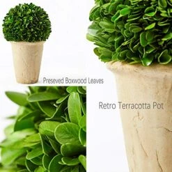 Boxwoodworld Preserved Boxwood Green Plant For Home Decor Classic Ball On Pot Design 10 Inch Hight (boxwood Leaves) -Artificial Trees Store 51fFU8JRMIL