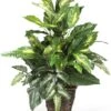 Nearly Natural 6527 Greens With Wicker Decorative Silk Plant, Green 30 In X 9 In X 7.5 In -Artificial Trees Store 51fwjHUcuML