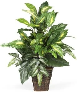 Nearly Natural 6527 Greens With Wicker Decorative Silk Plant, Green 30 In X 9 In X 7.5 In -Artificial Trees Store 51fwjHUcuML. AC