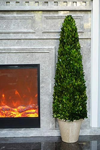 BoxwoodWorld Boxwood Topiary 100cm Height Preserved Nature Boxwood Leaves, Big Tree Plant Decor For Any Indoor Room (Large Bxowood ConeTree, 39 Inch) 7 BoxwoodWorld Boxwood Topiary 100cm Height Preserved Nature Boxwood Leaves, Big Tree Plant Decor For Any Indoor Room (Large Bxowood ConeTree, 39 Inch) - Image 5