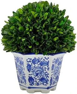 Galt International 7" Preserved Natural Boxwood In Ceramic Pot - Plant And Table Centerpiece - Stunning Greenery And Plant Decor For Home - Blue & White (Small 7" Tall Topiary) 16 Galt International 7" Preserved Natural Boxwood In Ceramic Pot - Plant And Table Centerpiece - Stunning Greenery And Plant Decor For Home - Blue & White (Small 7" Tall Topiary) -Artificial Trees Store 51lkme1fuGL. AC