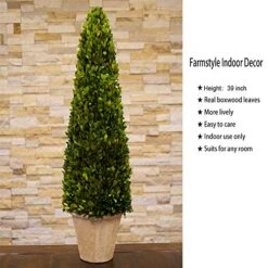 BoxwoodWorld Boxwood Topiary 100cm Height Preserved Nature Boxwood Leaves, Big Tree Plant Decor For Any Indoor Room (Large Bxowood ConeTree, 39 Inch) 12 BoxwoodWorld Boxwood Topiary 100cm Height Preserved Nature Boxwood Leaves, Big Tree Plant Decor For Any Indoor Room (Large Bxowood ConeTree, 39 Inch) -Artificial Trees Store 51mFiucD92L