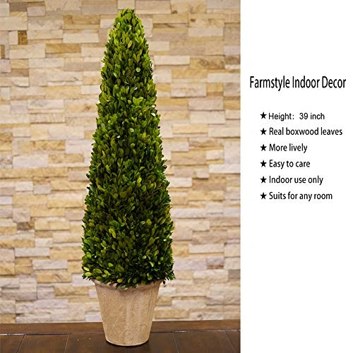 BoxwoodWorld Boxwood Topiary 100cm Height Preserved Nature Boxwood Leaves, Big Tree Plant Decor For Any Indoor Room (Large Bxowood ConeTree, 39 Inch) 6 BoxwoodWorld Boxwood Topiary 100cm Height Preserved Nature Boxwood Leaves, Big Tree Plant Decor For Any Indoor Room (Large Bxowood ConeTree, 39 Inch) - Image 4