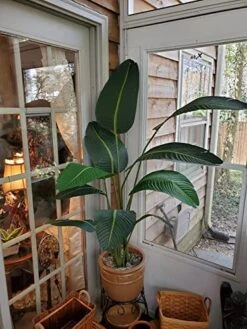 One 5 Foot Artificial Silk Bird Of Paradise Palm Tree Potted Plant 9 One 5 Foot Artificial Silk Bird Of Paradise Palm Tree Potted Plant -Artificial Trees Store 51oxuIHmqJL