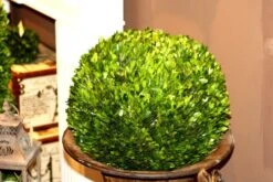 Mills Floral Preserved Boxwood Ball 16" -Artificial Trees Store 51pkUzn5PqL