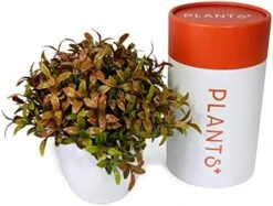 Plants+ Artificial Fake Faux Indoor House Desk Office For Decoration - Plastic Lifelike Flower With White Pot, Outdoor Decor Topiary Greenery, Set Of 1, Lavender -Artificial Trees Store 51qVfMgW8uL. AC