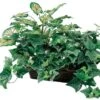 TWO 18" Caladium/ivy W/ Ledge Basket (Green/red Leaves) 1 TWO 18" Caladium/ivy W/ Ledge Basket (Green/red Leaves) -Artificial Trees Store 51srup9cf6L