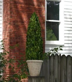Mills Floral Boxwood Cone Topiary In Pot II -Artificial Trees Store 51tHthwMmkL