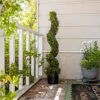 Season’s Need 4ft Artificial Boxwood Spiral Topiary Plants, Indoor Entryway, Living Room Or Covered Front Porch Home Decor, Faux Fake Plant Decoration, Set Of 2 -Artificial Trees Store 51uK0bQD6MS