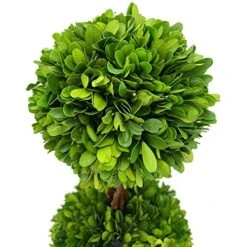 Modern Home Real Preserved Boxwood Double Ball Topiary -Artificial Trees Store 51v2l58fdTL