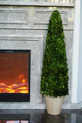 BoxwoodWorld Boxwood Topiary 100cm Height Preserved Nature Boxwood Leaves, Big Tree Plant Decor For Any Indoor Room (Large Bxowood ConeTree, 39 Inch) 8 BoxwoodWorld Boxwood Topiary 100cm Height Preserved Nature Boxwood Leaves, Big Tree Plant Decor For Any Indoor Room (Large Bxowood ConeTree, 39 Inch) - Image 6