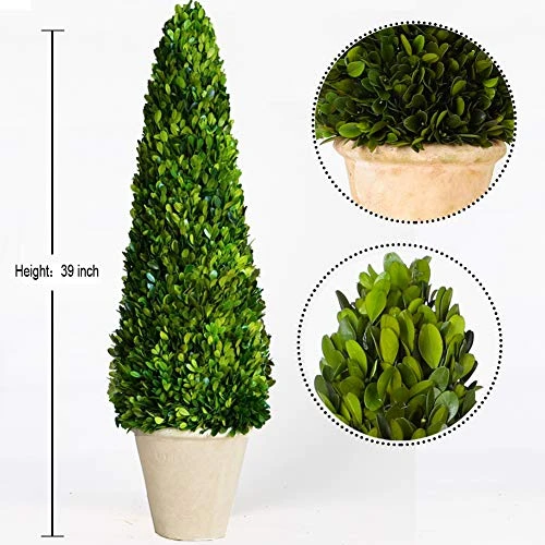 BoxwoodWorld Boxwood Topiary 100cm Height Preserved Nature Boxwood Leaves, Big Tree Plant Decor For Any Indoor Room (Large Bxowood ConeTree, 39 Inch) 4 BoxwoodWorld Boxwood Topiary 100cm Height Preserved Nature Boxwood Leaves, Big Tree Plant Decor For Any Indoor Room (Large Bxowood ConeTree, 39 Inch) - Image 2