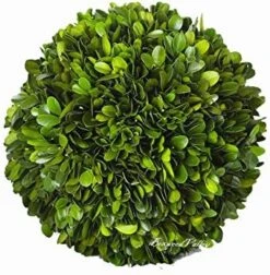 BoxwoodValley Preserved Boxwood Ball Large 8 Inch Boxwood Ball Topiary Vase Fillers For Wedding Party Christmas Balls, Home Hang Ball Decor(Ball, 8") -Artificial Trees Store 51x QknXDKL. AC