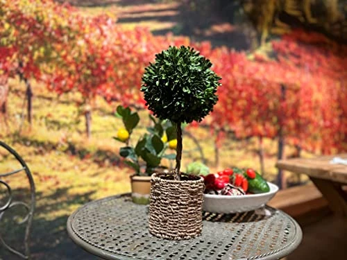 WHW Whole House Worlds Realistic Faux Potted Boxwood Ball Topiary Tree, Rattan Basket Planter, 17 Inches Tall, Weighted Bottom, French Country Style 4 WHW Whole House Worlds Realistic Faux Potted Boxwood Ball Topiary Tree, Rattan Basket Planter, 17 Inches Tall, Weighted Bottom, French Country Style - Image 2