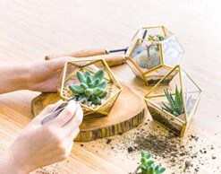 Mkono Artificial Succulent In 3 Pack Mini Glass Geometric Terrarium, Miniature Potted Faux Plant Bookshelf Desk Boho Office Room Decor For Women Girls Dorm Gift Idea, Gold 13 Mkono Artificial Succulent In 3 Pack Mini Glass Geometric Terrarium, Miniature Potted Faux Plant Bookshelf Desk Boho Office Room Decor For Women Girls Dorm Gift Idea, Gold -Artificial Trees Store 51xyJ7XiArL