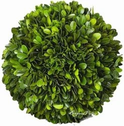 BoxwoodValley Preserved Boxwood Ball Large 8 Inch Boxwood Ball Topiary Vase Fillers For Wedding Party Christmas Balls, Home Hang Ball Decor(Ball, 8") -Artificial Trees Store 61 3oZoIInL. AC