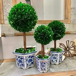 Galt International Preserved Boxwood Topiary Tree In Blue & White Ceramic Pot - Plant And Table Centerpiece - Stunning Greenery And Plant Decor For Home 5.9" Diameter Topiary 14" Tall 12 Galt International Preserved Boxwood Topiary Tree In Blue & White Ceramic Pot - Plant And Table Centerpiece - Stunning Greenery And Plant Decor For Home 5.9" Diameter Topiary 14" Tall -Artificial Trees Store 610nZr7zEhL