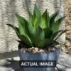 Season's Need 20" Agave Artificial Succulent Large Plants For Indoor Outdoor, Fake Tropical Farmhouse Aesthetic Décor, Patio Porch Decorative Silk Plant, Unpotted Green Spiked Agave (Pack Of 1) -Artificial Trees Store 61Aw09oAIEL