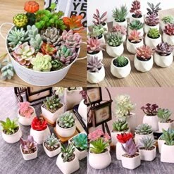 Augshy Artificial Succulents, 16 Pack Fake Succulents Plants Artificial Small Fake Plants Faux Succulents Unpotted For Lotus Landscape Decorative Garden Arrangement Decor -Artificial Trees Store 61RUaFzD41L