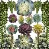Caqpo Artificial Succulents - 15 Pack - Premium Unpotted Succulent Plants Artificial - Realistic Textured Succulents - Fake Succulent Plants For DIY - Faux Cactus Plant Bulk - Feaux Succulent Plants -Artificial Trees Store 61VvuWVMqGL