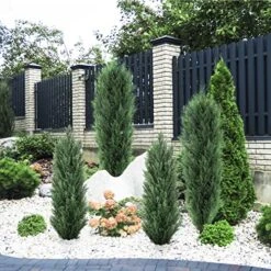 Binnny Flower 4ft Topiary Trees Artificial Outdoor 2 Pack Cedar Pine Faux Bushes And Shrubs Fake Potted Plants UV Rated 4 Feet For Front Porch Home Indoor Decor -Artificial Trees Store 61coT5VAi6L