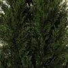 One 3 Foot Outdoor Artificial Cedar Topiary Tree Potted Plant 1 One 3 Foot Outdoor Artificial Cedar Topiary Tree Potted Plant -Artificial Trees Store 61iLC0VHfRL 2